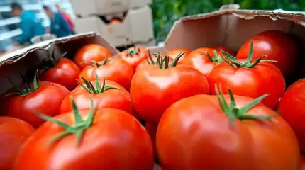 Цены взлетели по самые помидоры