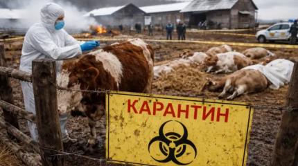 Вирус страха: пастереллез убивает российское фермерство