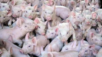 Еврокомиссия просит Россию ослабить продуктовое эмбарго и покупать свинину