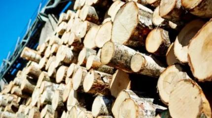 Лес рубят – корейцы везут: РФ рекордно подняла экспорт топливной древесины