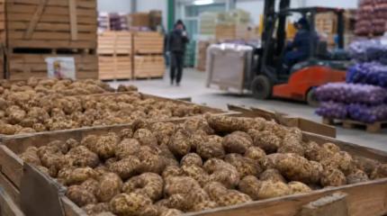 Фермеры бьют тревогу: сети отказались от российских овощей ради зарубежных