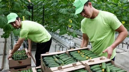Польша подсела на русский огурец, закупает на миллионы евро Польша подсела на русский огурец, закупает на миллионы евро