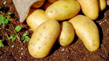 Россиян приучают к китайскому картофелю