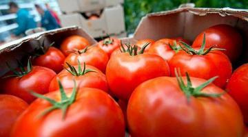 Россия собралась завалить Европу дешевыми помидорами