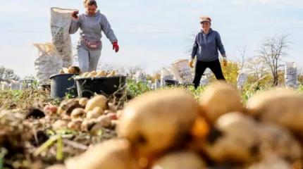 Лукашенко у себя навел порядок с картошкой, что нам мешает так же сделать? Лукашенко у себя навел порядок с картошкой, что нам мешает так же сделать?
