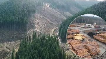 Прощайте, Карпаты: Украина спасет своими дровами замерзающую Европу
