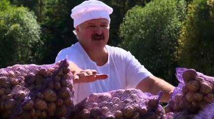 Картофельный кризис в Белоруссии: Лукашенко раскрыл причины дефицита Картофельный кризис в Белоруссии: Лукашенко раскрыл причины дефицита