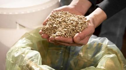 Гречневый парадокс: огромные запасы крупы не остановили рост цен