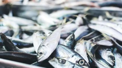 Правительство разрешило Узбекистану вылов и вывоз рыбы из СЭЗ РФ