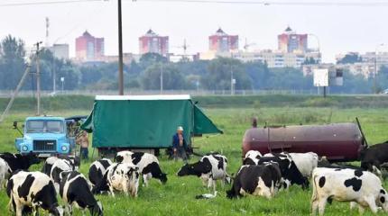 «Скотская проблема» в Белоруссии: Безалаберность или диверсия извне? «Скотская проблема» в Белоруссии: Безалаберность или диверсия извне?