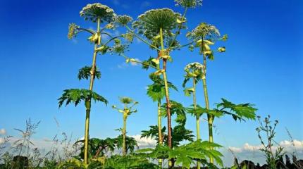 Эта сорная трава может лишить участка: дачникам введут жесткие санкции