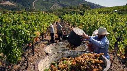 Бутылка за 5 тысяч — о таких ли крымских винах мечтают россияне