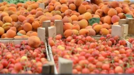 Убийственные заморозки: россиян предупредили об угрозе дефицита продуктов Убийственные заморозки: россиян предупредили об угрозе дефицита продуктов