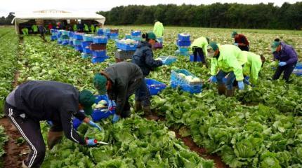 Производство продуктов питания в Великобритании находится под угрозой