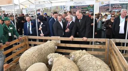 Проблемы рынка шерстяной отрасли и птицеводства в ЕАЭС почти одинаковые Проблемы рынка шерстяной отрасли и птицеводства в ЕАЭС почти одинаковые