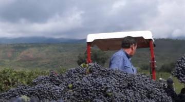 Грузинское правительство обеспокоилось тем, что основная часть продукции виноделов экспортируется в Россию