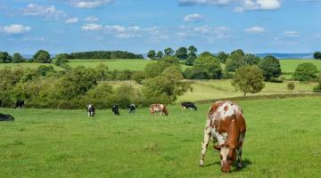 Ирландских фермеров просят забивать коров ради сохранения климата