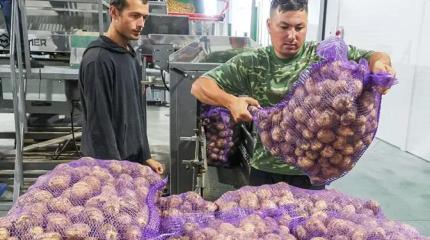 Кто схомячил «второй хлеб»? В России пытаются обуздать цены на картофель Кто схомячил «второй хлеб»? В России пытаются обуздать цены на картофель
