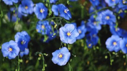 Русский лён: сырьевая база для зарубежной переработки?