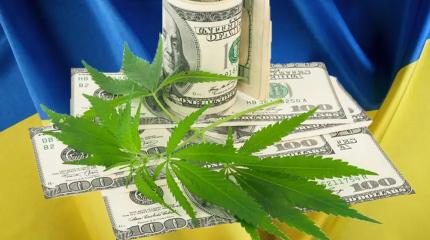 В Киеве объявили: на Украине не хватает марихуаны. В чём причина?