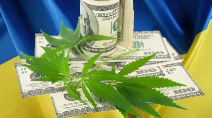 В Киеве объявили: на Украине не хватает марихуаны. В чём причина?