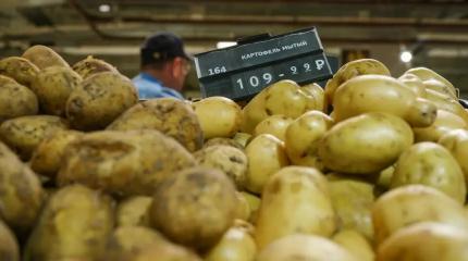 «Цены вырастут на 50%»: почему картошка дорожает рекордными темпами