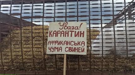 Африканская чума косит свиней на Украине