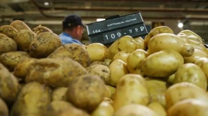 Нашу картошку просто не пускают в магазины: Отечественное под запретом?