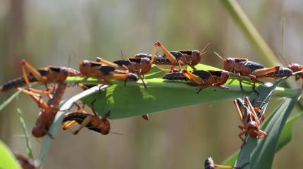 Саранча доедает украинские урожаи