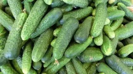 «Огурцыгейт» набирает обороты: эксперты рассказали, когда рухнут цены