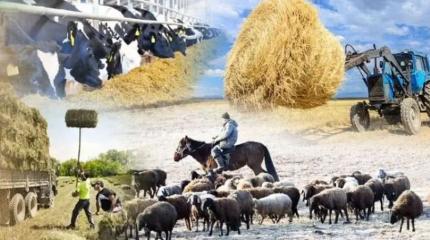 Сельхозперепись в Казахстане как шаг к новой агрополитике Астаны