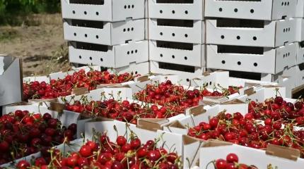 Новая Россия собирает черешню, исследует озёра и создаёт стройиндустрию