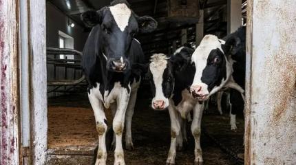 Почему массово уничтожают скот в частных хозяйствах России?