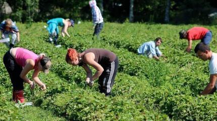 Низкие зарплаты, тяжелый труд и подорванное здоровье: что ждет украинцев в ЕС