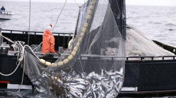 Две трети российского экспорта рыбы приходится на Китай и Корею