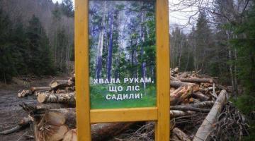 На Украине собрались передать леса в частную собственность