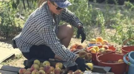 Новая Россия расширяет экспорт, собирает урожай, укрепляет медслужбу