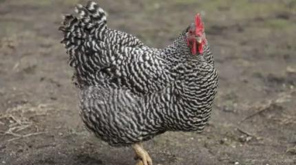 Куриный шок: птицеводы – в кризисе, страна – без мяса птицы