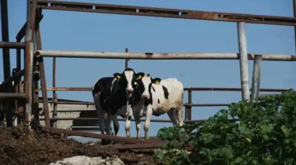 А был ли ящур, неизвестно. Но тысячи разорённых фермеров — факт