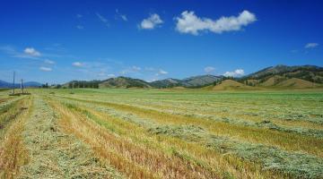 Ростех поможет продать треть всего зерна Сибири в Китай
