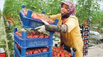 ARTE: турецкие фермеры не знают как жить без российского рынка