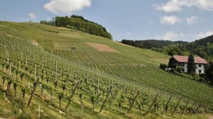 От импортозамещения к экспорту : что происходит на рынке виноделия в Р