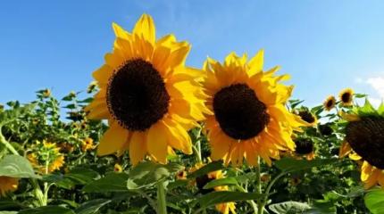 Рынок подсолнечника в кризисе: аграрный провал ударит по кошелькам россиян