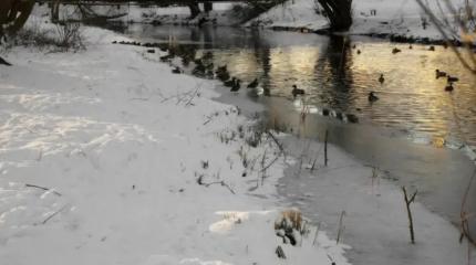 Реагентные реки Северной столицы: в регионе нашли решение очистки водоёмов