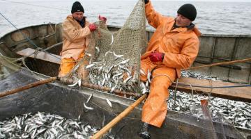 Россия вошла в число успешных стран по развитию рыбопромышленности