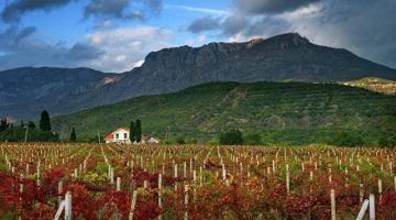 Крым решил заманить туристов винными маршрутами