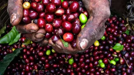 Как Россия зарабатывает на продаже кофе