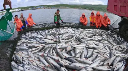 Лосось уходит из Аляски в Россию