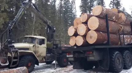 Русский лес остается дома. В чем причины ввода запрета на экспорт кругляка?