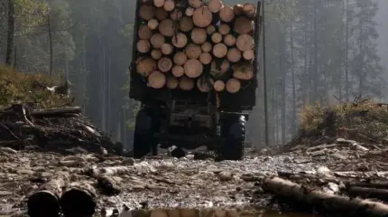 Виновата Россия: в ЕС заметили «варварскую» вырубку лесов в Белоруссии
